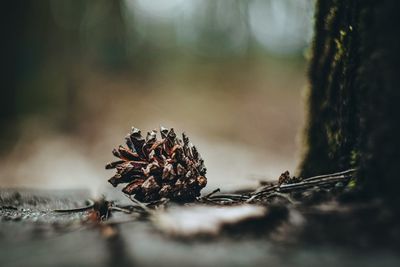 Close-up of pine cones on tree trunk