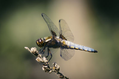 Close-up of dragonfly on plant