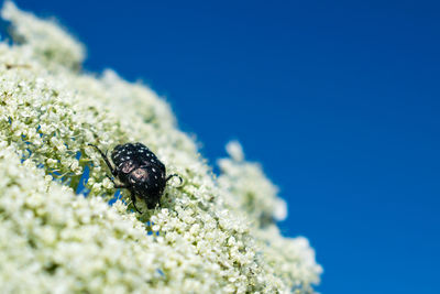 Close-up of insect on flower