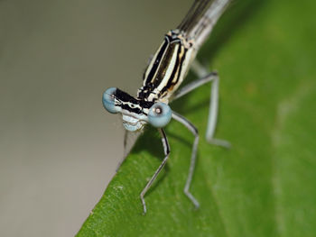 Close-up of damselfly on leaf