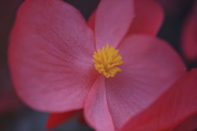 Close-up of pink hibiscus blooming outdoors