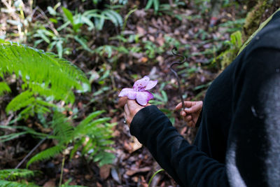 Midsection of person holding purple flowering plant