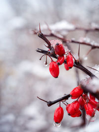 Close-up of red berries on tree