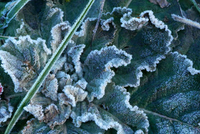 Snow covered plants