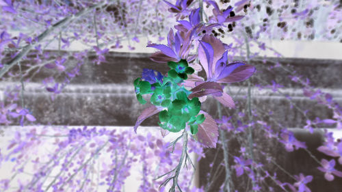 Close-up of purple flowering plants