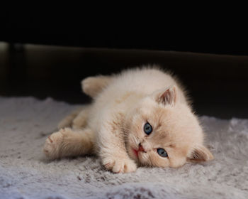 Close-up on a british shorthair cream-colored kitten lying on a soft carpet and looking at camera