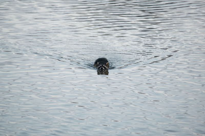 High angle view of animal swimming in lake during winter