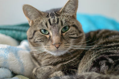 Close-up portrait of cat relaxing