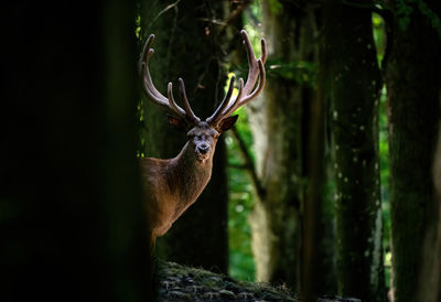 Deer in a forest