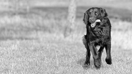 Portrait of a dog running on landscape