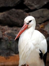 Close-up of white bird