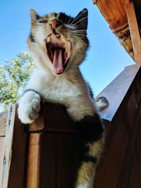 Low angle view of cat yawning