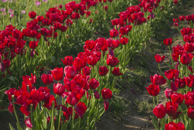 Red poppy flowers blooming on field