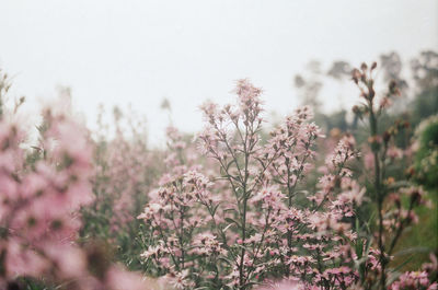 Close-up of pink flowering plants on field against sky