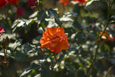 Close-up of orange flowering plant