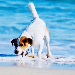 Dog on beach