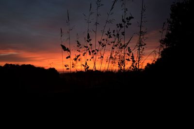 Silhouette trees against sky during sunset