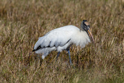 Side view of a bird on field