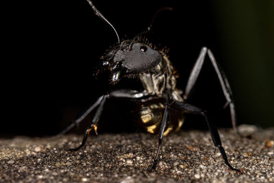 Close-up of insect