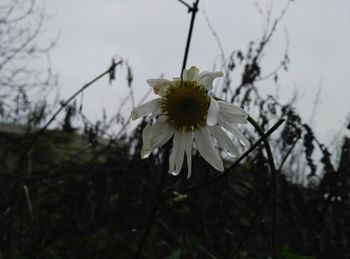 Close-up of white flowers blooming outdoors