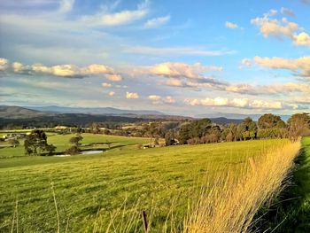 Scenic view of agricultural field against sky