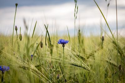 Close-up of purple flowering plants on field