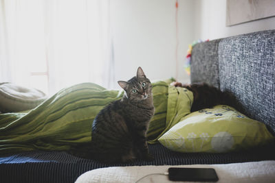 Cat relaxing on bed at home