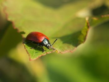 Close-up of ladybug on leaf