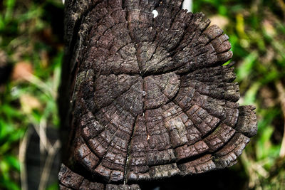 Close-up of tree stump in forest