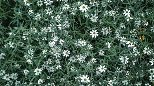 Full frame shot of plants