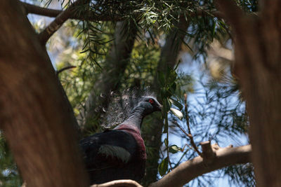 Low angle view of victoria crowned pigeon perching on tree