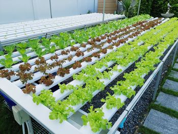 High angle view of vegetables in greenhouse