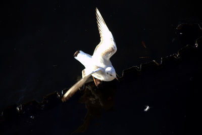 Low angle view of illuminated bird against black background