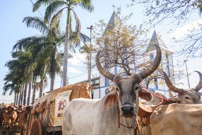 Cow in a tree