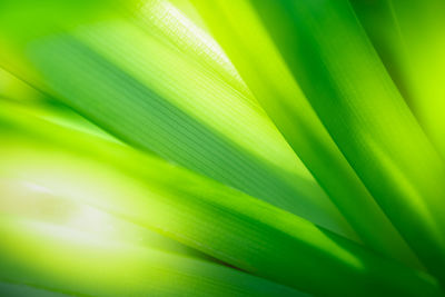 Full frame shot of green leaves 