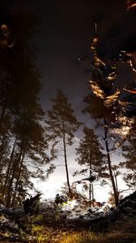 Low angle view of trees in forest at night