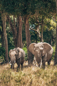 Elephant in a forest