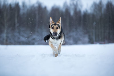 Portrait of dog running on snow covered land