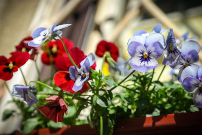 Close-up of purple flowers blooming