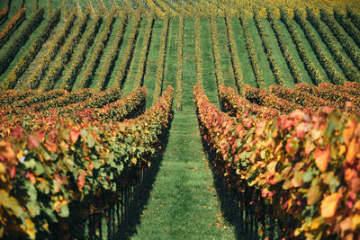 Panoramic view of vineyard