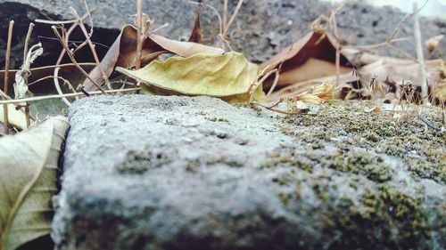 Close-up of dried leaves on rock
