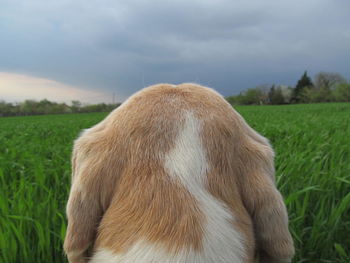 Close-up of dog on grassy field against cloudy sky