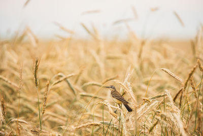 Close-up of wheat field