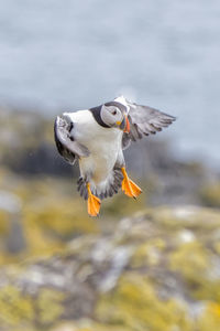 High angle view of puffin flying