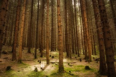 Pine trees in forest