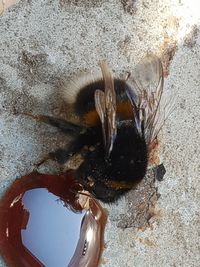 Close-up of bee on rock