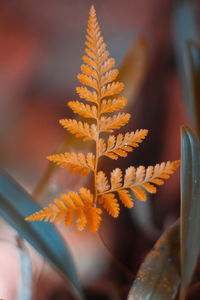 Close-up of yellow flowering plant
