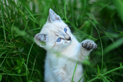Close-up of a cat looking away on field