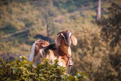 Close-up of horse on field