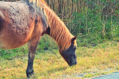 Horse grazing on field